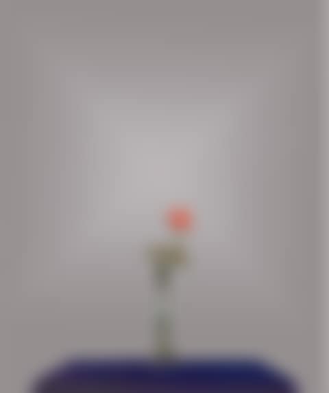 Rose (preview)