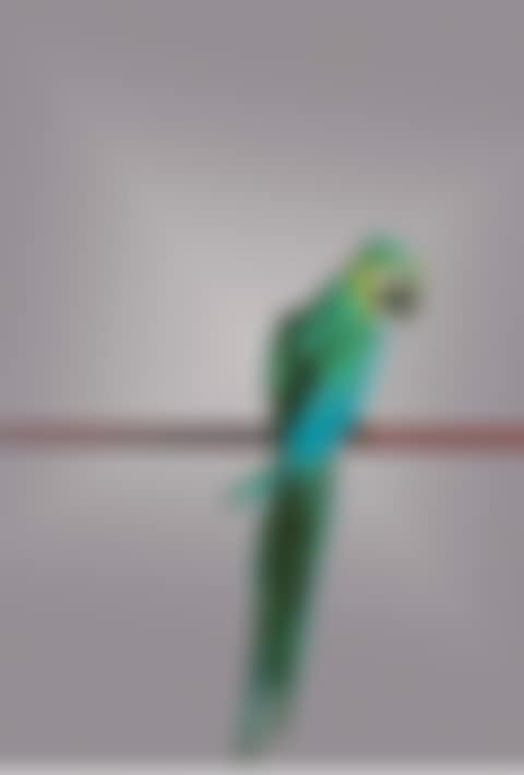 Parrot (preview)
