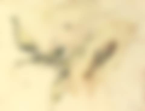 Poissons secs (preview)