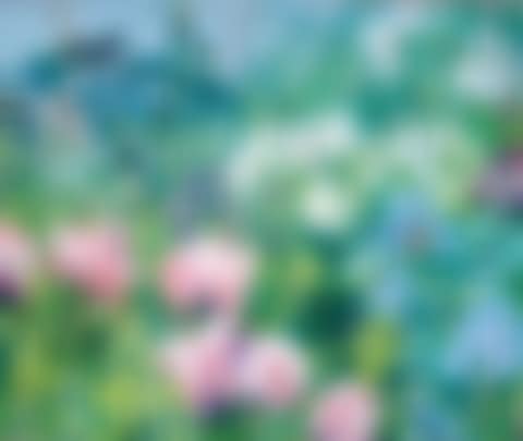 Geese (preview)