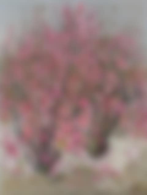 PEACH BLOSSOMS (preview)
