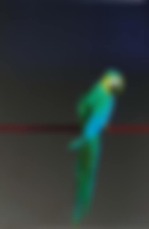 Pappagallo (preview)