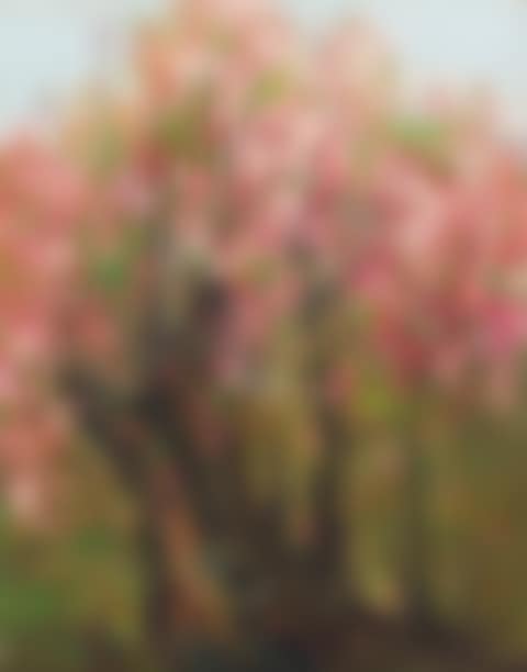 PLUM BLOSSOMS (preview)