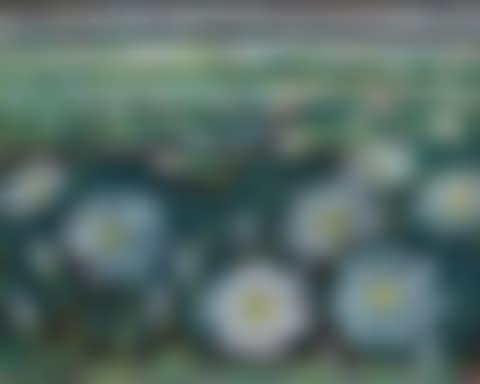 Lotus pond (preview)