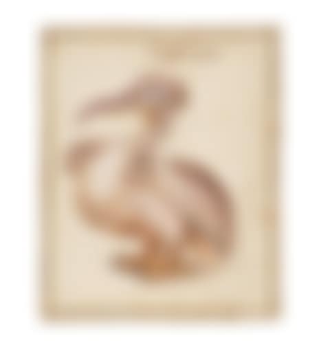 Study of a juvenile hooded vulture ( Necrosyrtes monachus ) (preview)