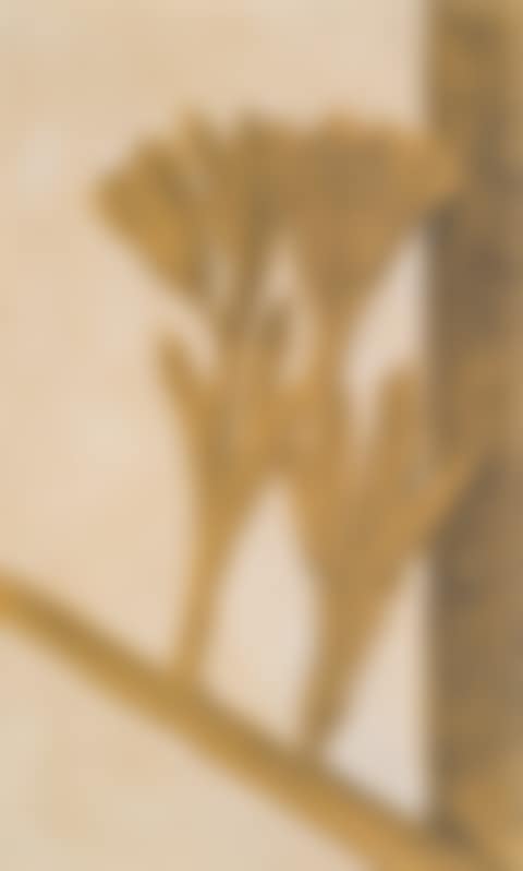 OHNE TITEL (UNTITLED) (preview)