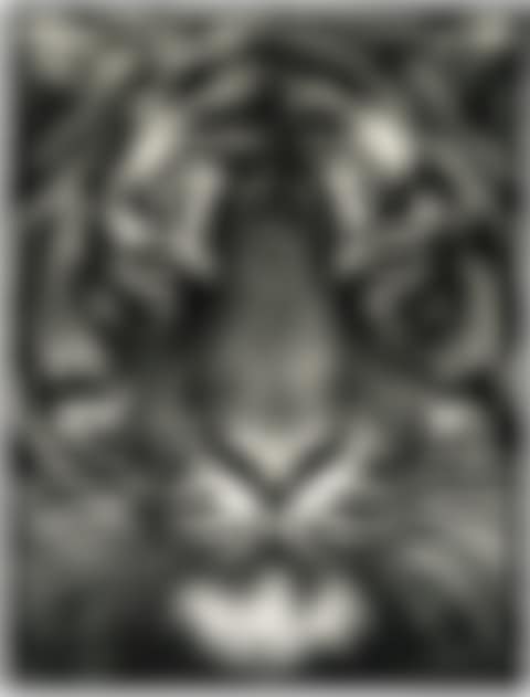 UNTITLED (TIGER HEAD, NO. 8) (preview)
