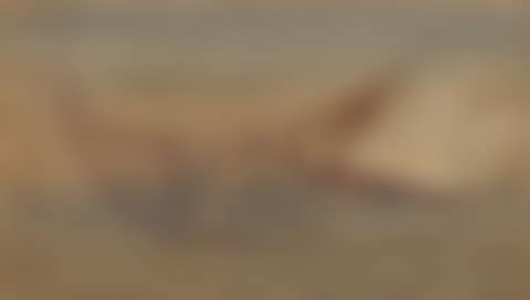 Fish and Face (preview)