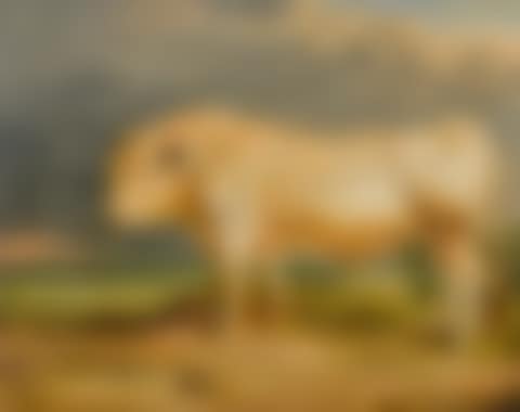 A wild bull (preview)