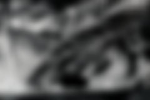Untitled (Alligator, Fort Myers) (preview)