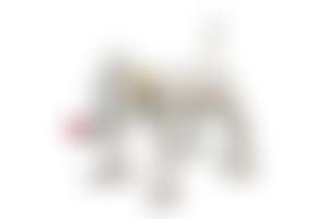 Doggy Radio (preview)