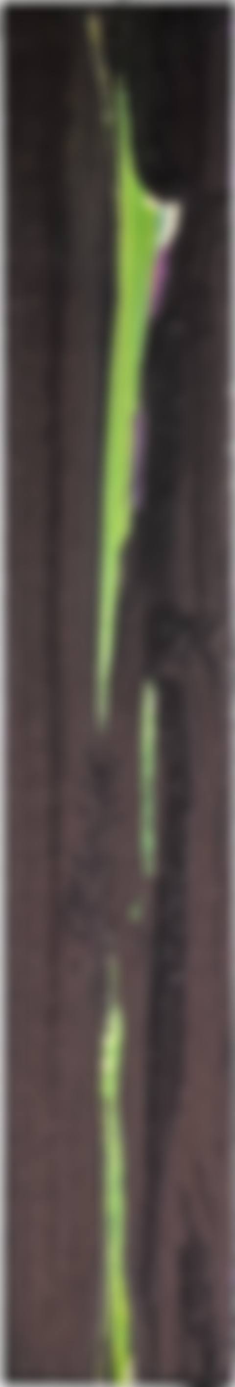 Untitled (preview)