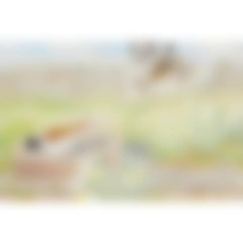 Two Birds (preview)