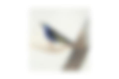 A CHINESE EXPORT PAINTING OF A BIRD (preview)