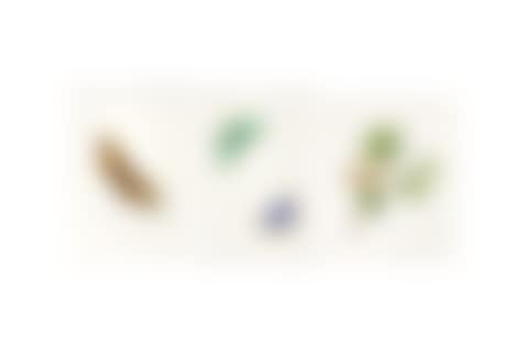 THREE CHINESE EXPORT PAINTINGS OF BUTTERFLIES (preview)