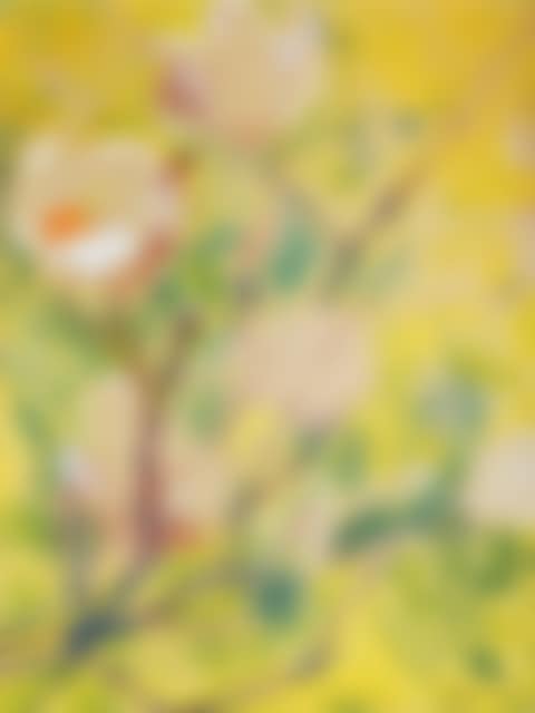 Magnolia (preview)
