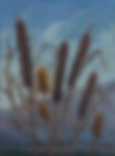 Bull rushes (preview)