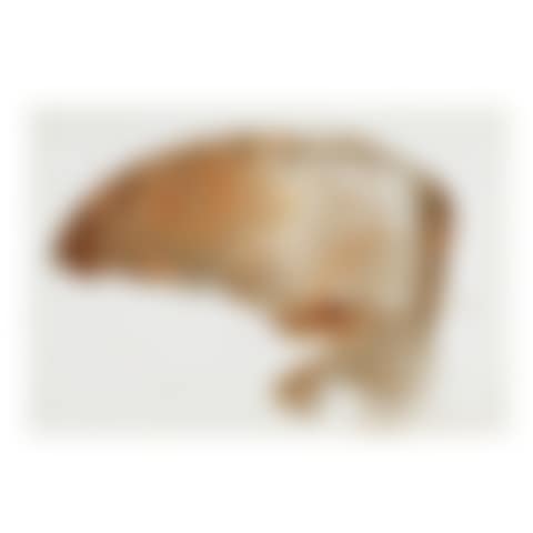 Raptor Wing (preview)