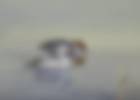 A pair of smew on the river (preview)