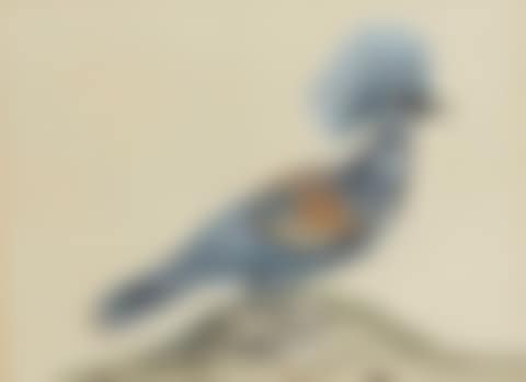 Studies of blue Hoopoes (preview)