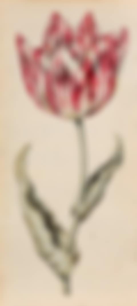 Study of a tulip (preview)