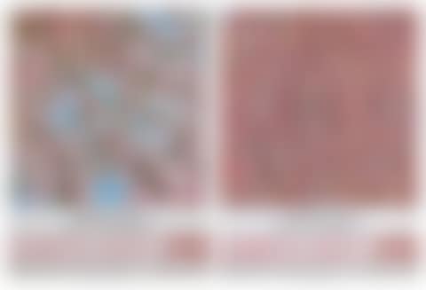 Cerisiers en Fleurs (preview)