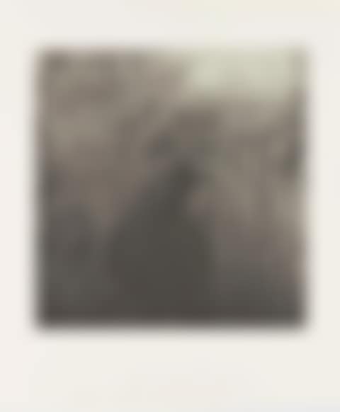 Birds (preview)