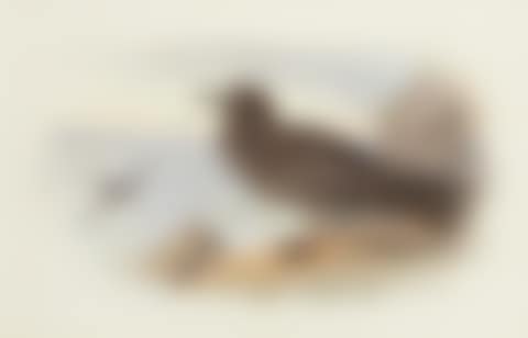 Sooty Shearwater (preview)