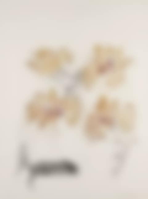 Hibiscus & Cats (preview)