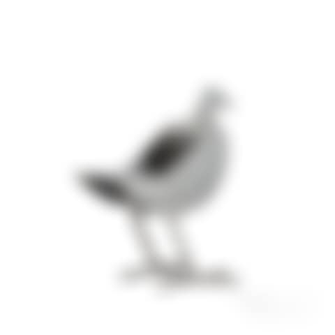Secrétaire oiseau d'argent (preview)