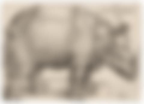Rhinoceros (preview)