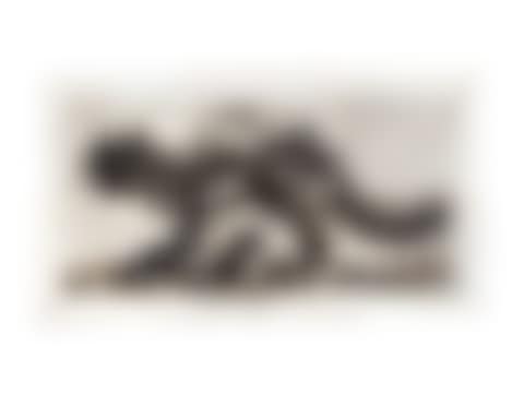 Scribble Cat (preview)