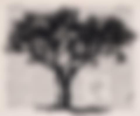 Black Monkey Thorn (preview)