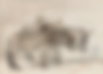 Zwei Maulesel (preview)