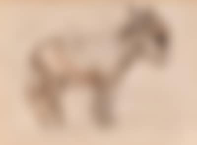 Der Maulesel (preview)
