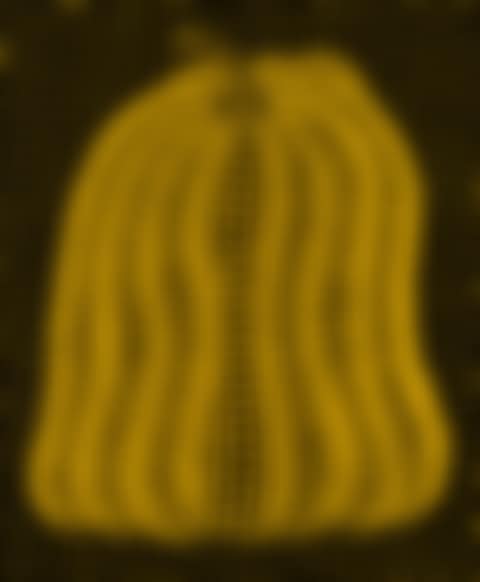 Pumpkin MT (preview)
