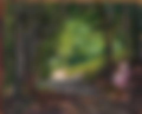 Im Wienerwald (preview)