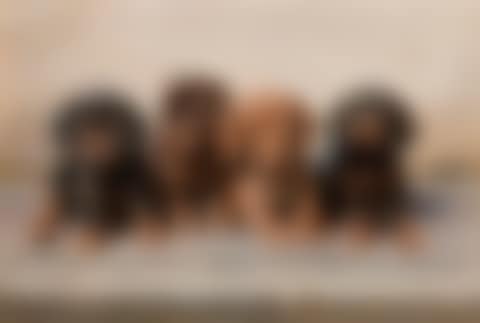 Four dachshund puppies (preview)