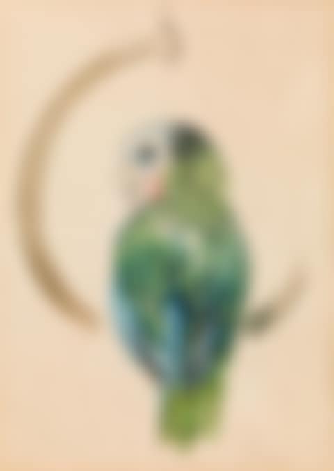 Parrot (preview)