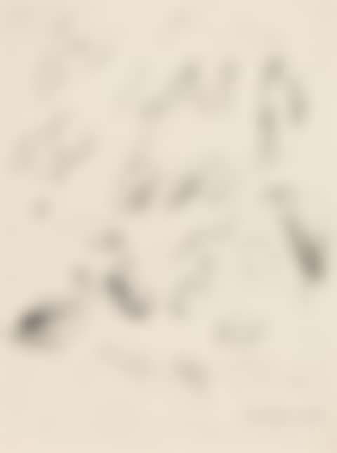 Bird studies (preview)