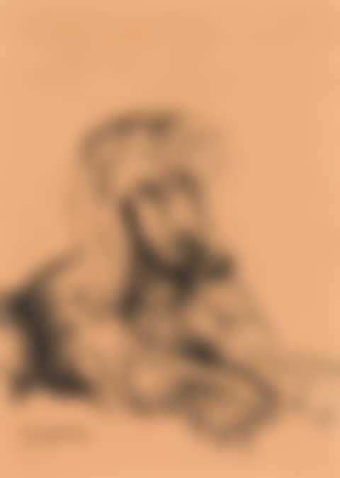 Afghan hound (preview)
