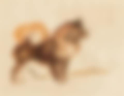 Chow-Chow wagging its tail (preview)