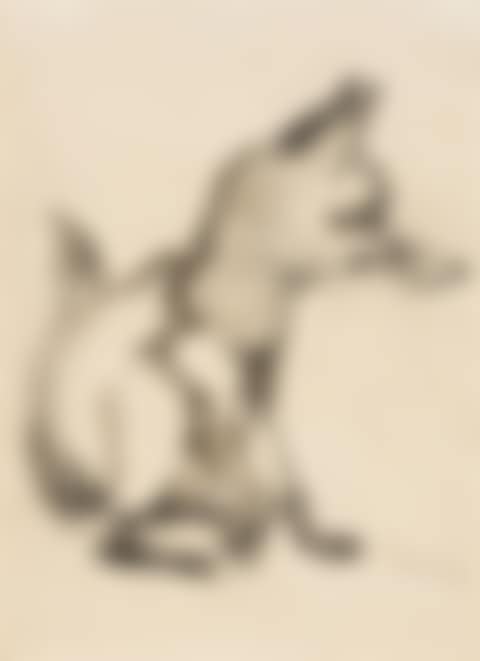 Fox (preview)