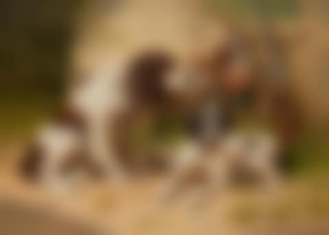 After the pheasant hunt (preview)