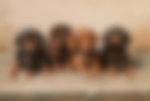 Four dachshund puppies (preview)