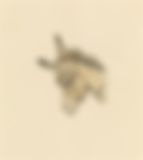 Head of a donkey (preview)
