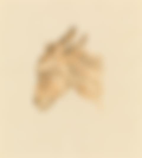 Head of a donkey (preview)