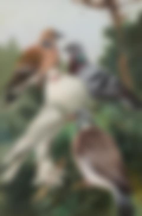 Four pigeons (preview)