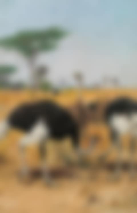 Ostrich herd (preview)