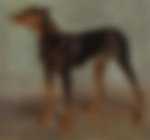 Dobermann (preview)